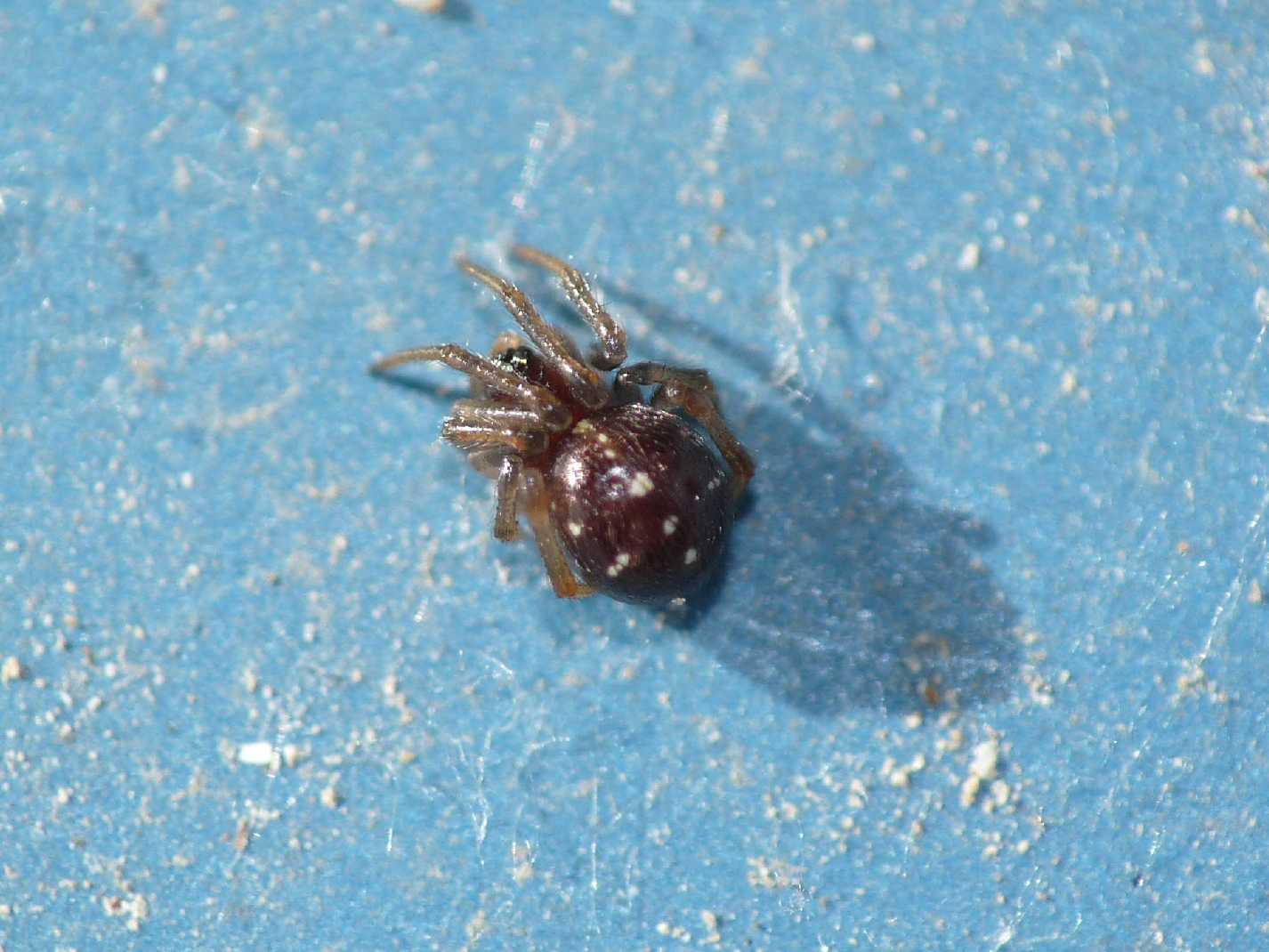 Crustulina sp.